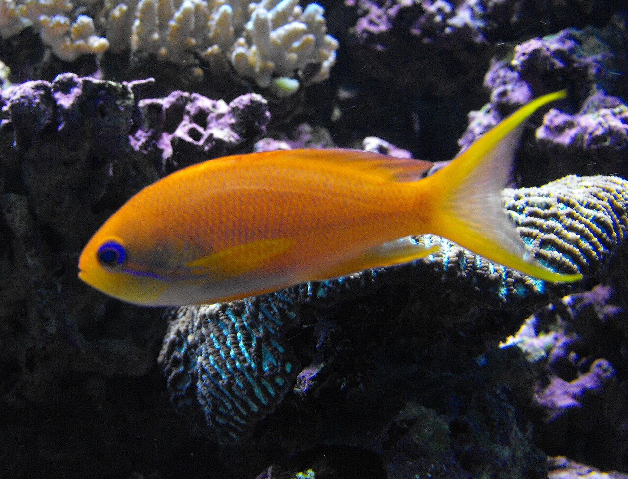 Fotografia real de um Anthias cauda-de-lira, Pseudanthias squamipinnis, em aquário