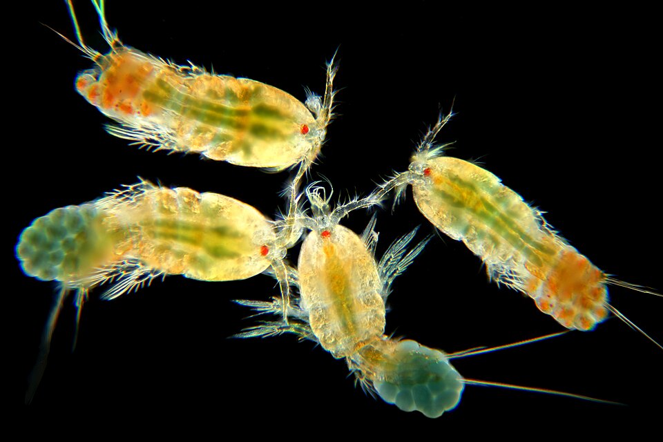 Copépodes marinhos Tigriopus brevicornis em macrofotografia