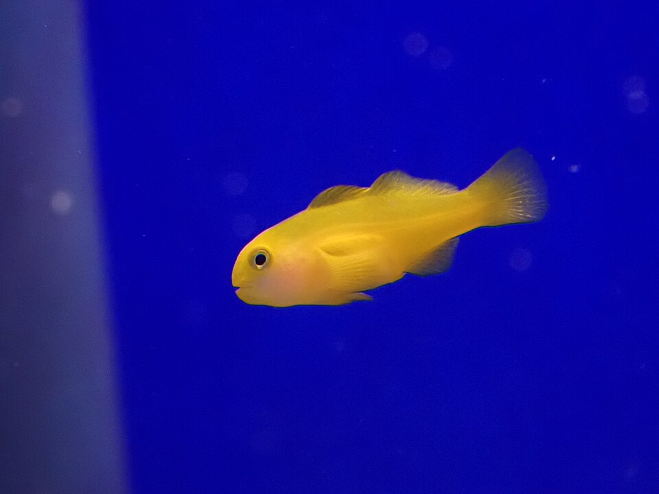 Gobiodon okinawae fotografado em aquário