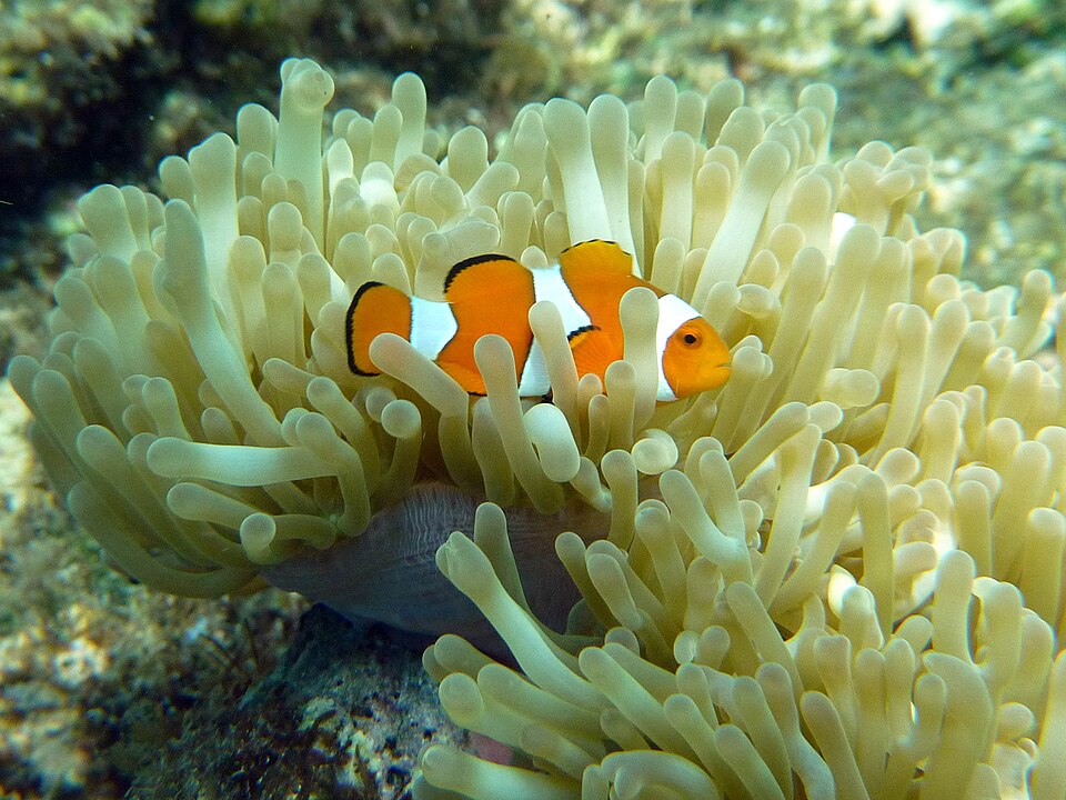 Amphiprion percula; a variedade Miss Bar aguarda foto própria