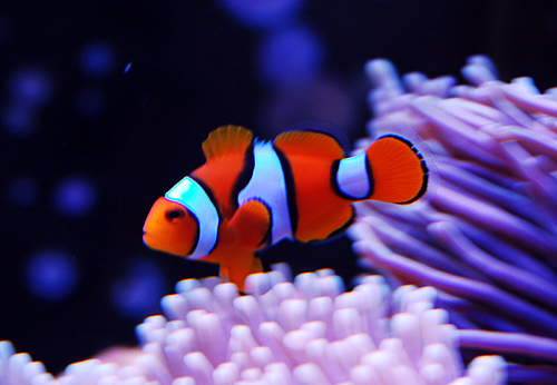 Amphiprion percula; a variedade Picasso aguarda foto própria