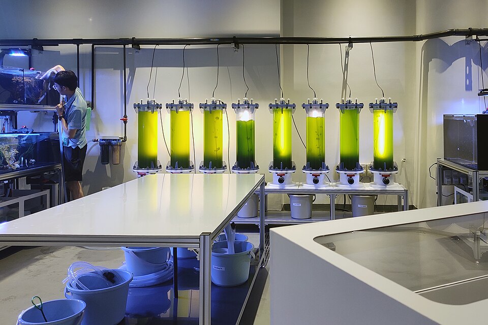 Cultivo de fitoplâncton em laboratório