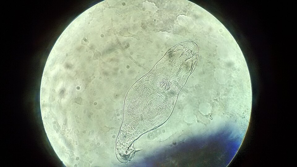 Rotífero visto ao microscópio