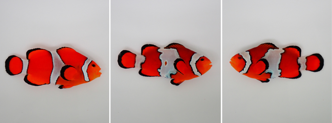 Comparação real de peixes-palhaço, incluindo dois Ocellaris Snowflake