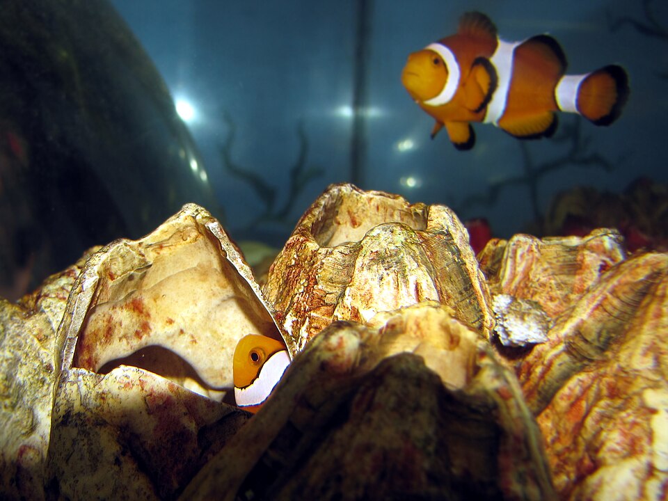 Peixe-palhaço Amphiprion percula