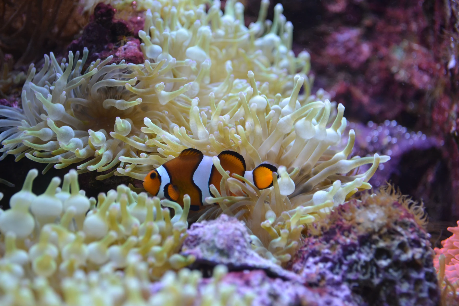 Animais marinhos da Biomarine