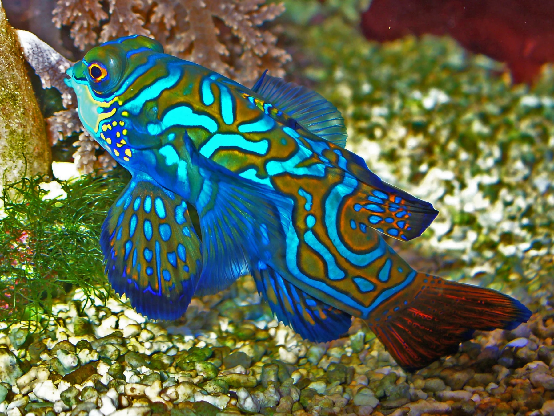 Fotografia de um peixe mandarim, Synchiropus splendidus